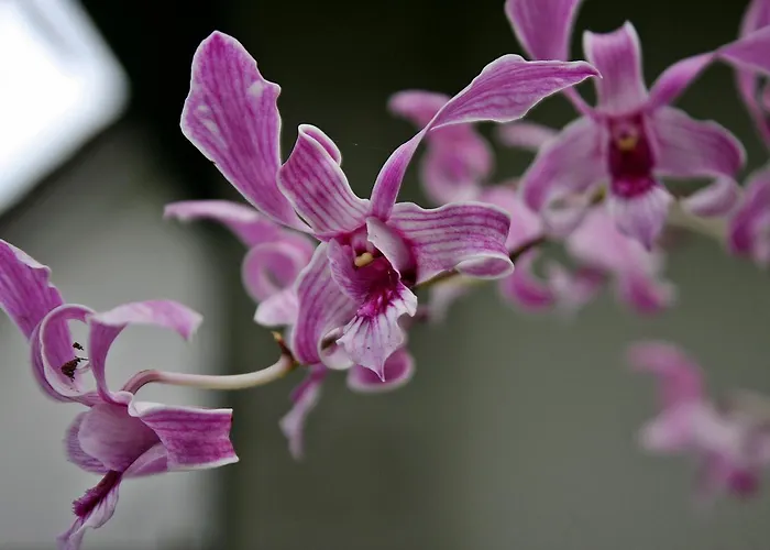 أنجيرا فيلة
